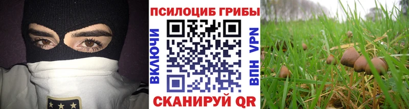 Галлюциногенные грибы мицелий  что такое   Дзержинский 